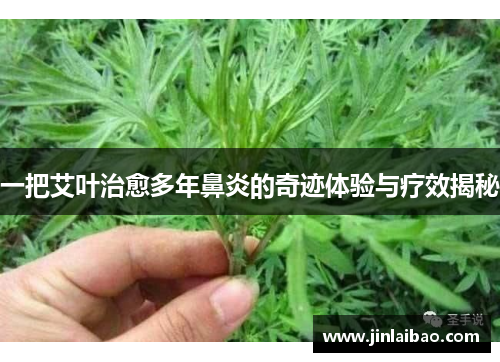 一把艾叶治愈多年鼻炎的奇迹体验与疗效揭秘